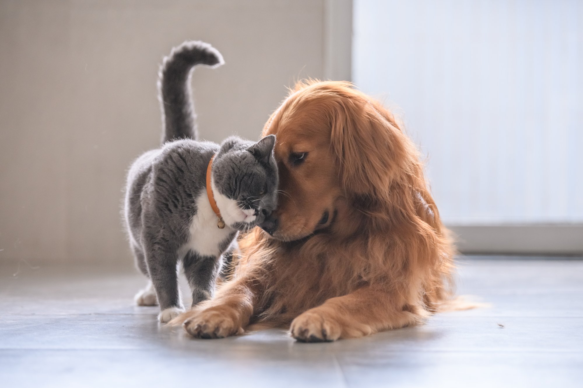 pets_welcome