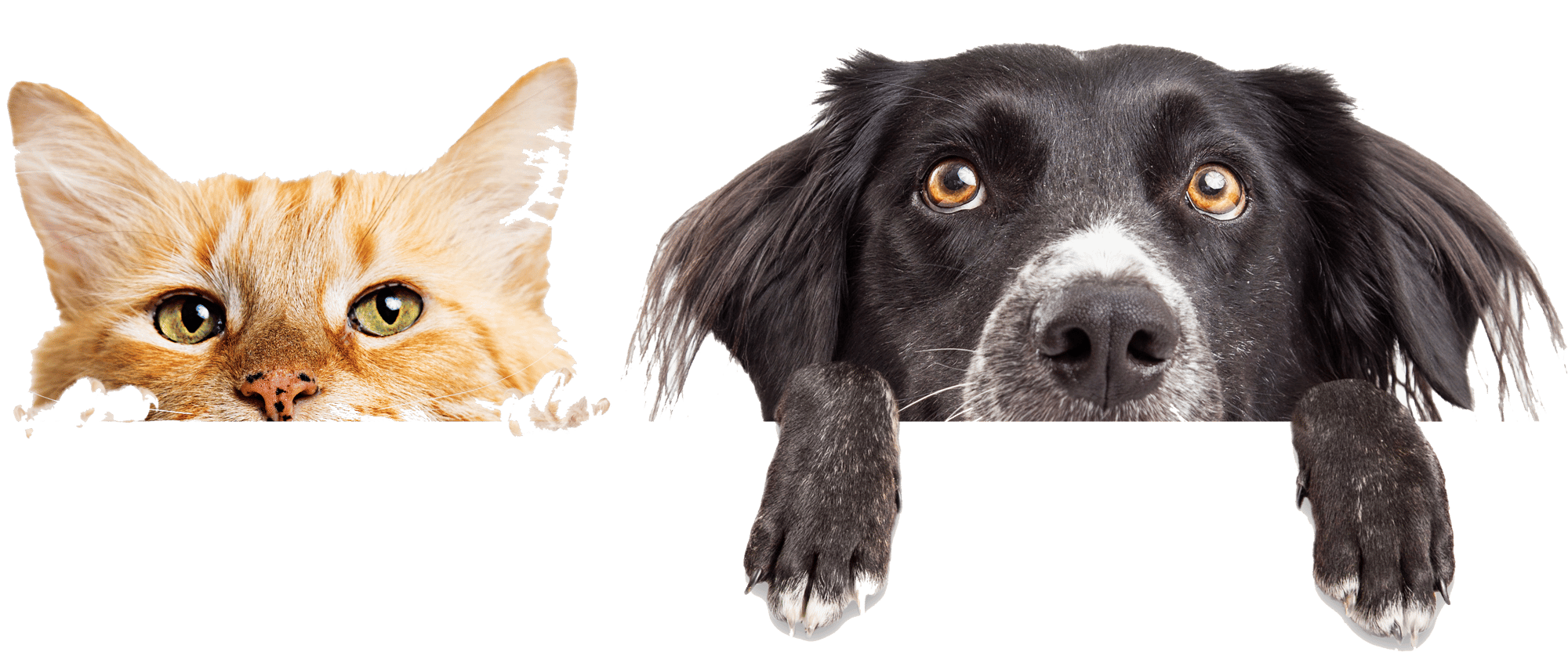 right_animals